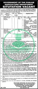 Zong Jobs for Fresh Graduates 2025